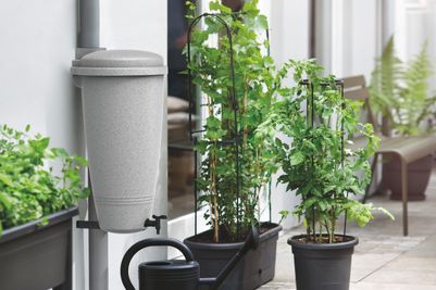 green basics rain catcher