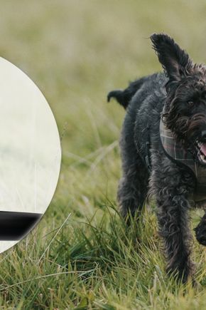 Waggy Tails Meadow - Case Study_v1.png