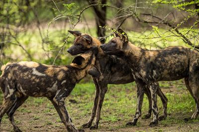 P_Asilia Lodges & Camps_Tanzania_Dar Es Salaam_Roho Ya Selous_Wildlife_Wild dogs.jpg