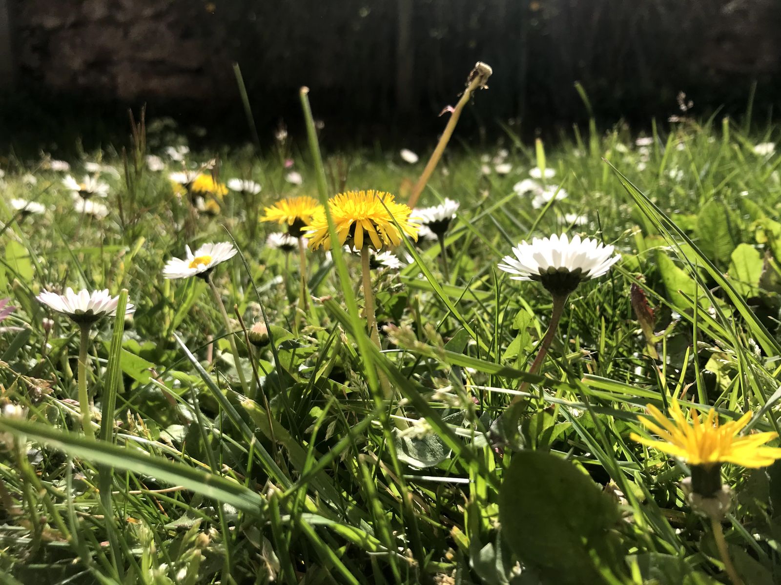 Lawn Flowers