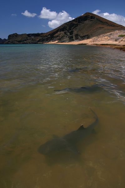Galapagos - Locations, Flora & Fauna (18).jpg