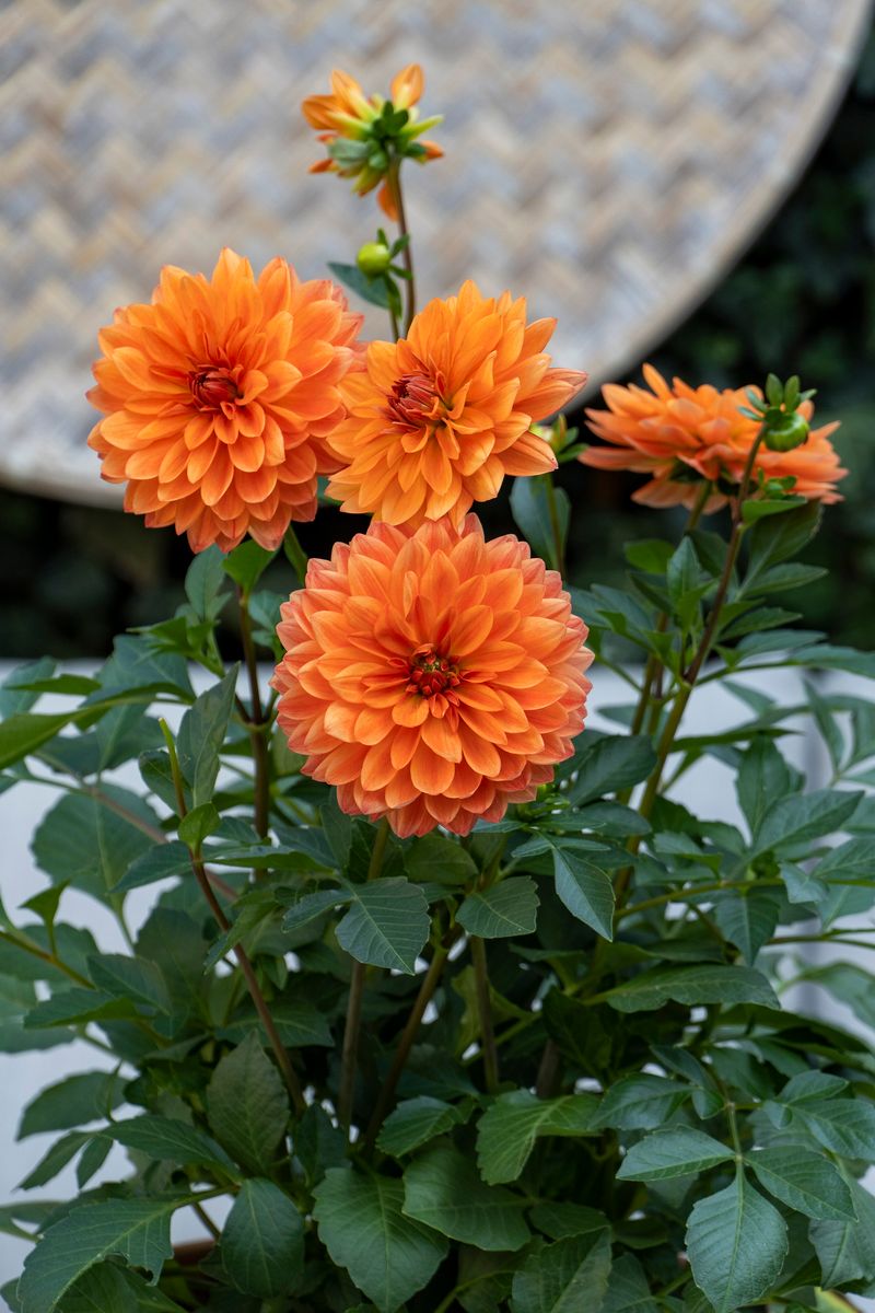 Dahlia Go Go Orange