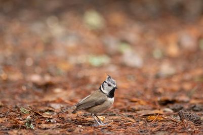 crested-tit_1639144459.jpg