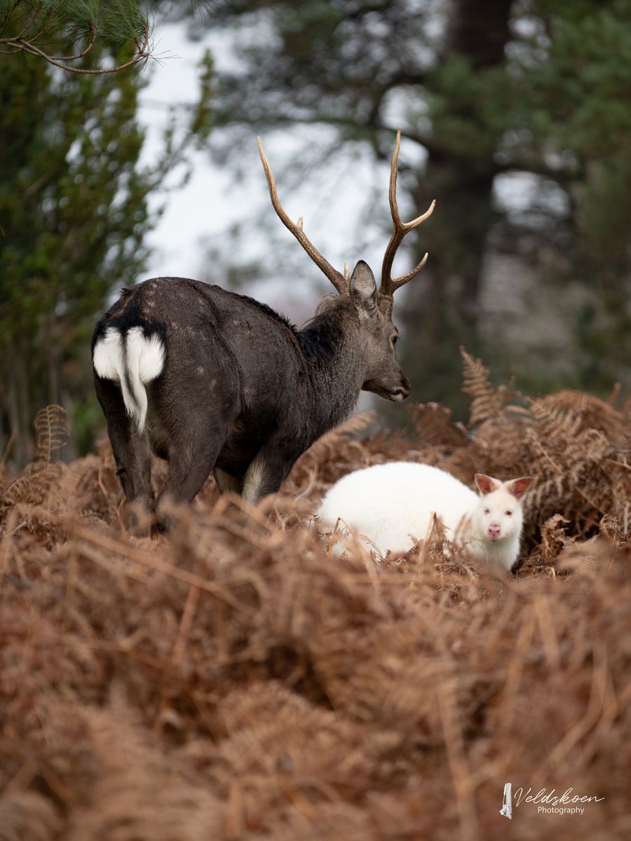 Winter deer and wallaby.JPG