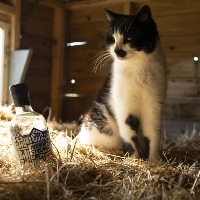 Matron's Strength gin + Louis the cat
