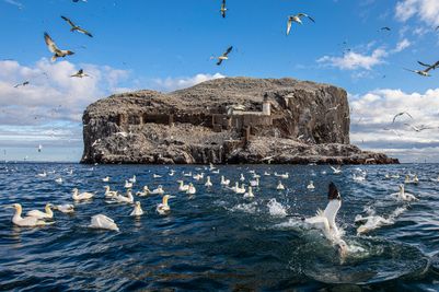 Gannets Diving (c) James Glossop, Scottish Seabird Centre.JPG