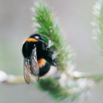Photo by Thijs van der Weide httpswww.pexels.comphotoselective-focus-photography-of-black-and-yellow-carpenter-bee-1029570.jpg