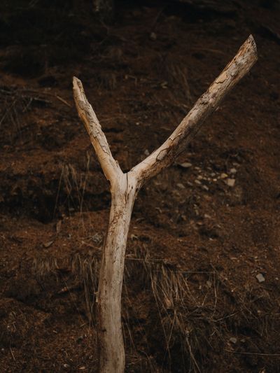 YERA-Details-1©Charlotte Lapalus-FORESTIS (2).jpg