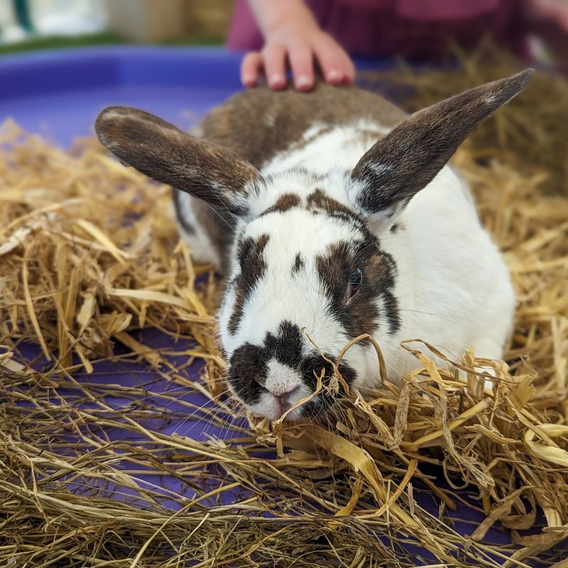 One of the smaller and furry residents of the Lakeland Maze Farm Park near Kendal, Cumbria