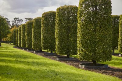 New online tree resource launches to make sourcing the highest quality trees for landscape projects easier than ever