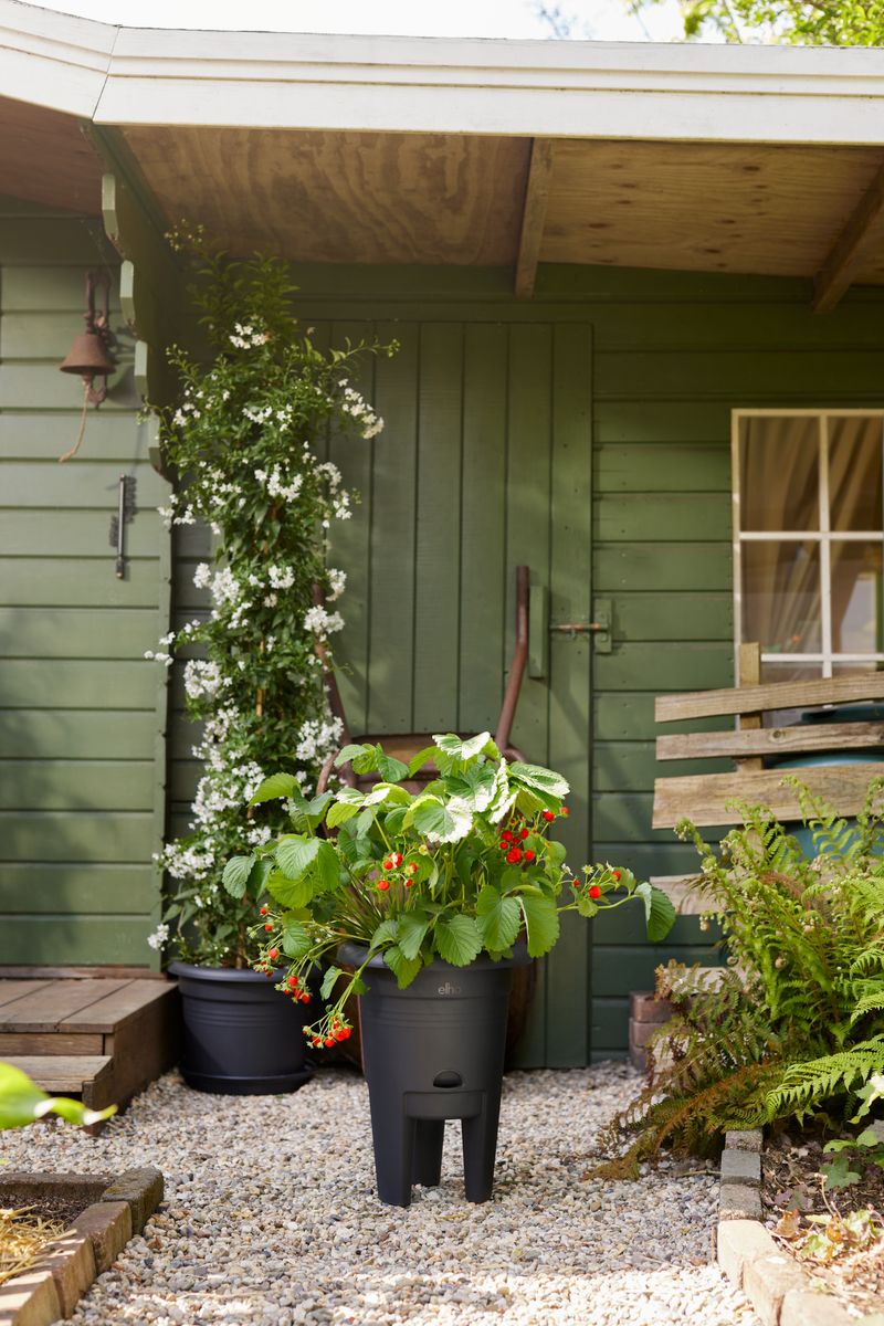 green basics strawberry pot