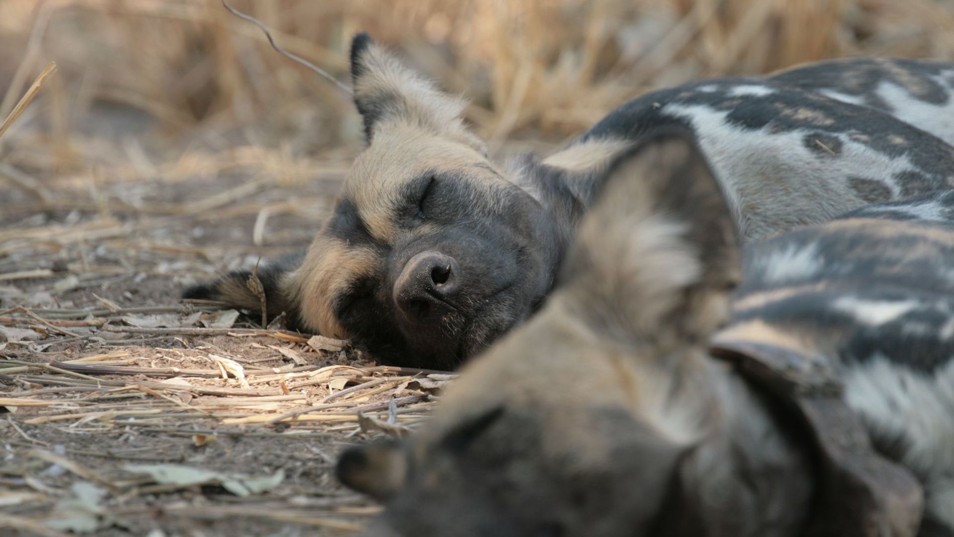 Wild dog sleeping, Zambia
