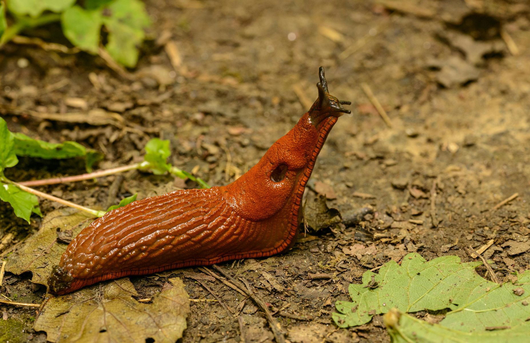 Common slug