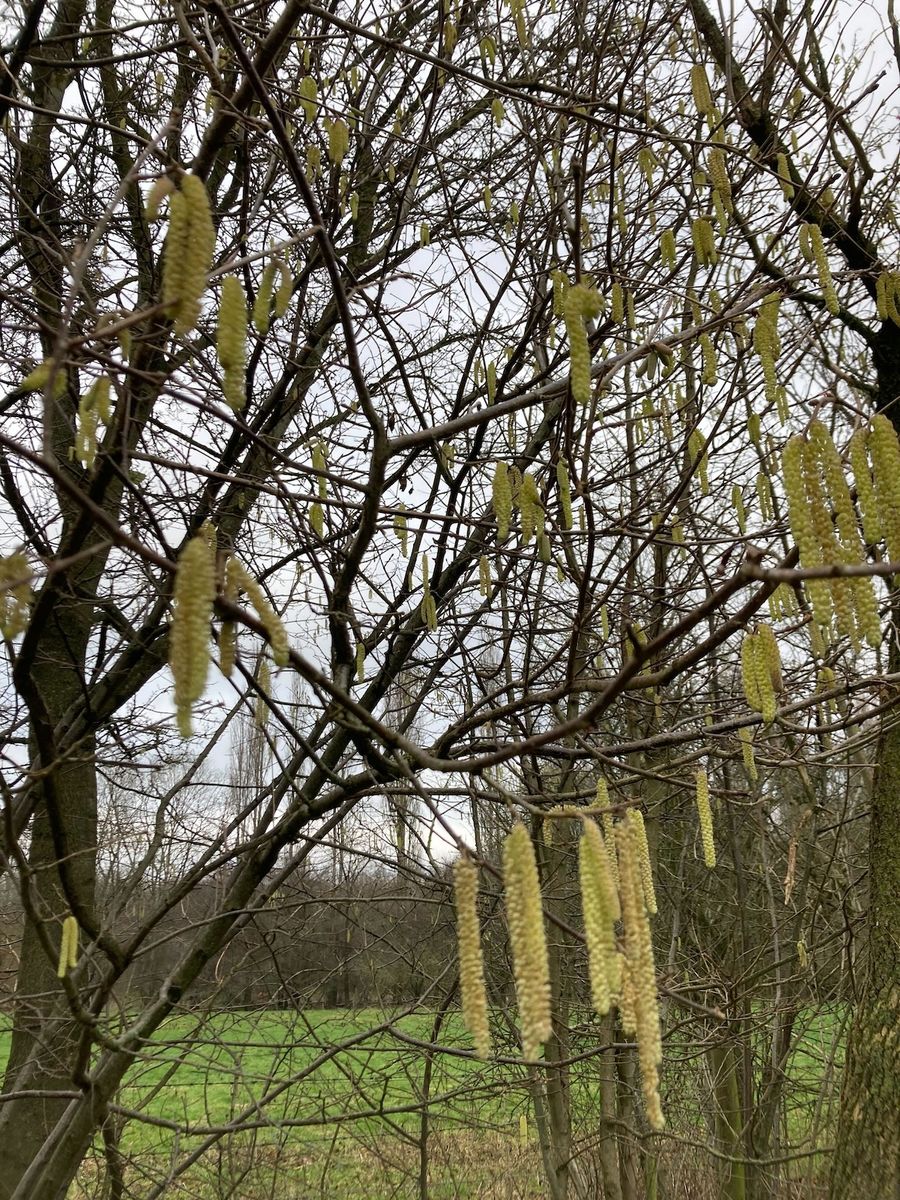 Hazel Catkins at the Field Studies council Preston Montford site in Shropshire.jpg