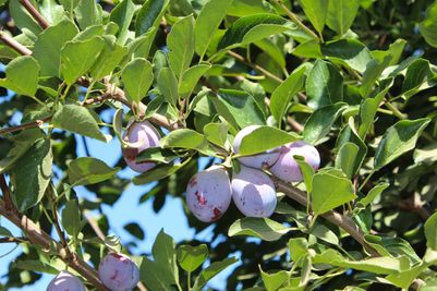 California Prune Board