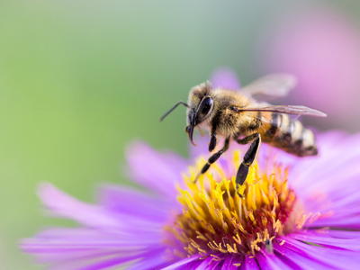 Bee on flower