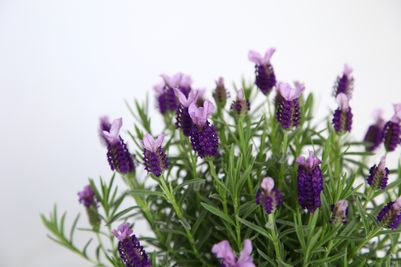 Lavandula