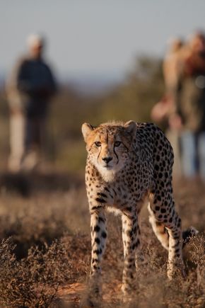 cheetah-tracking-on-foot-samara-karoo-black-bean-productions.jpg