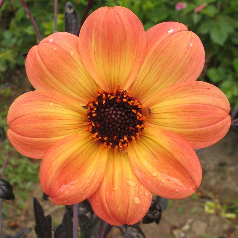 Damhaze Dahlia-Mystic Haze