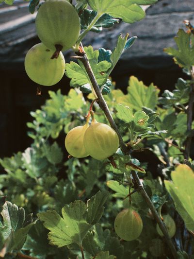 Gooseberries