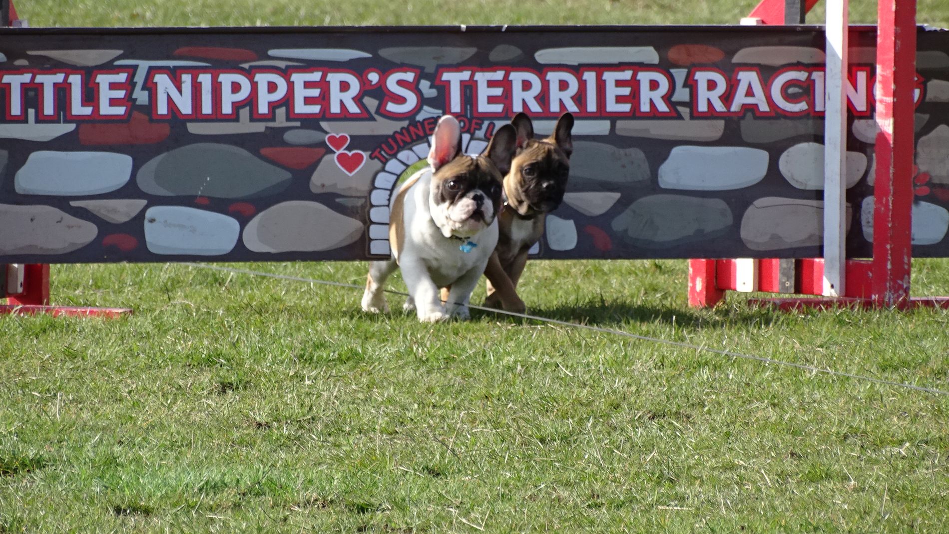 Little Nippers terrier racing - a fun display of terriers chasing a lure