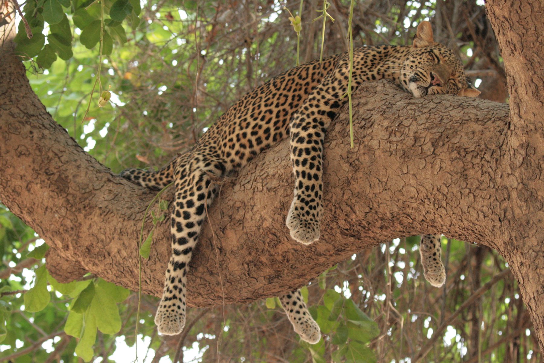 Leopard, Zambia