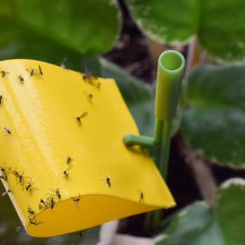 Fungus gnat on yellow trap