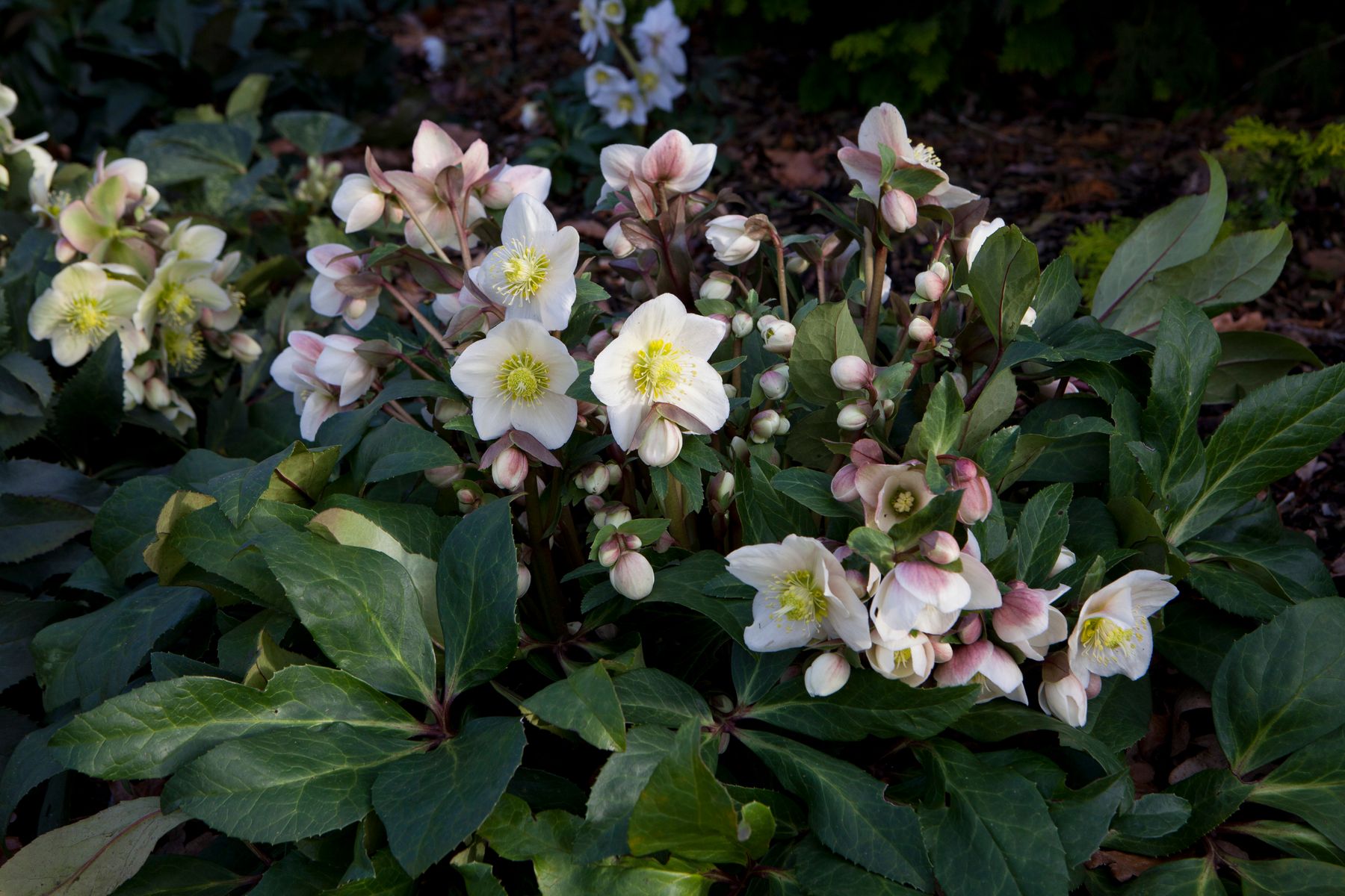 Hellebores snow dance