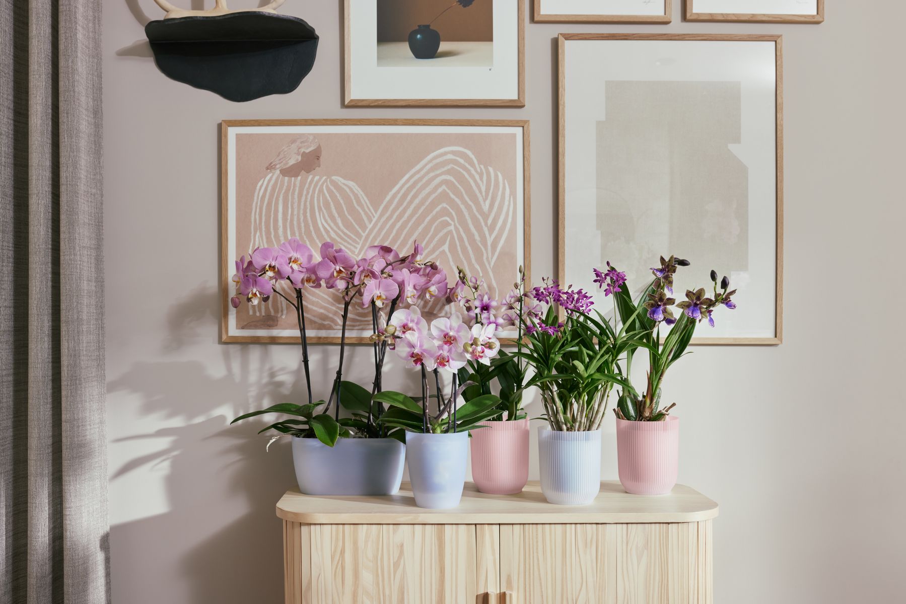 vibes fold orchid high pot