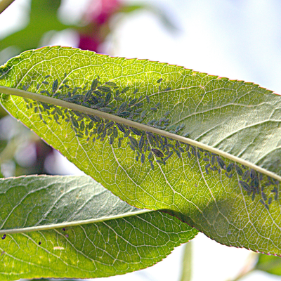 Aphids