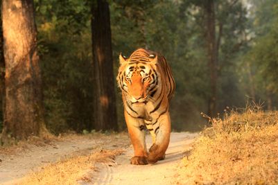 Tiger3KanhaSinginawa Wild Central India.jpg