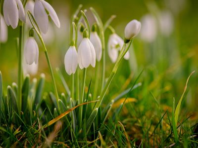 Wakehurst Snowdrops