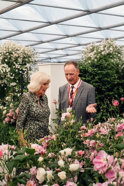 David Austin Roses receive 29th Gold for ‘The King’s Rose’ Showcase at RHS Chelsea Flower Show 2025