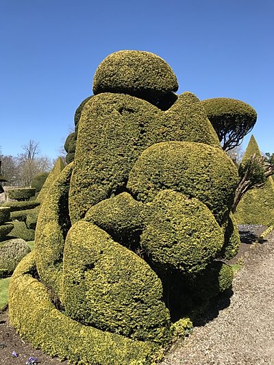 Topiary at Levens Hall, Cumbria, UK