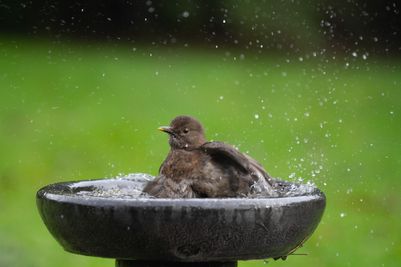 Photo credit - Sean McMenemy, Ark Wildlife (8)