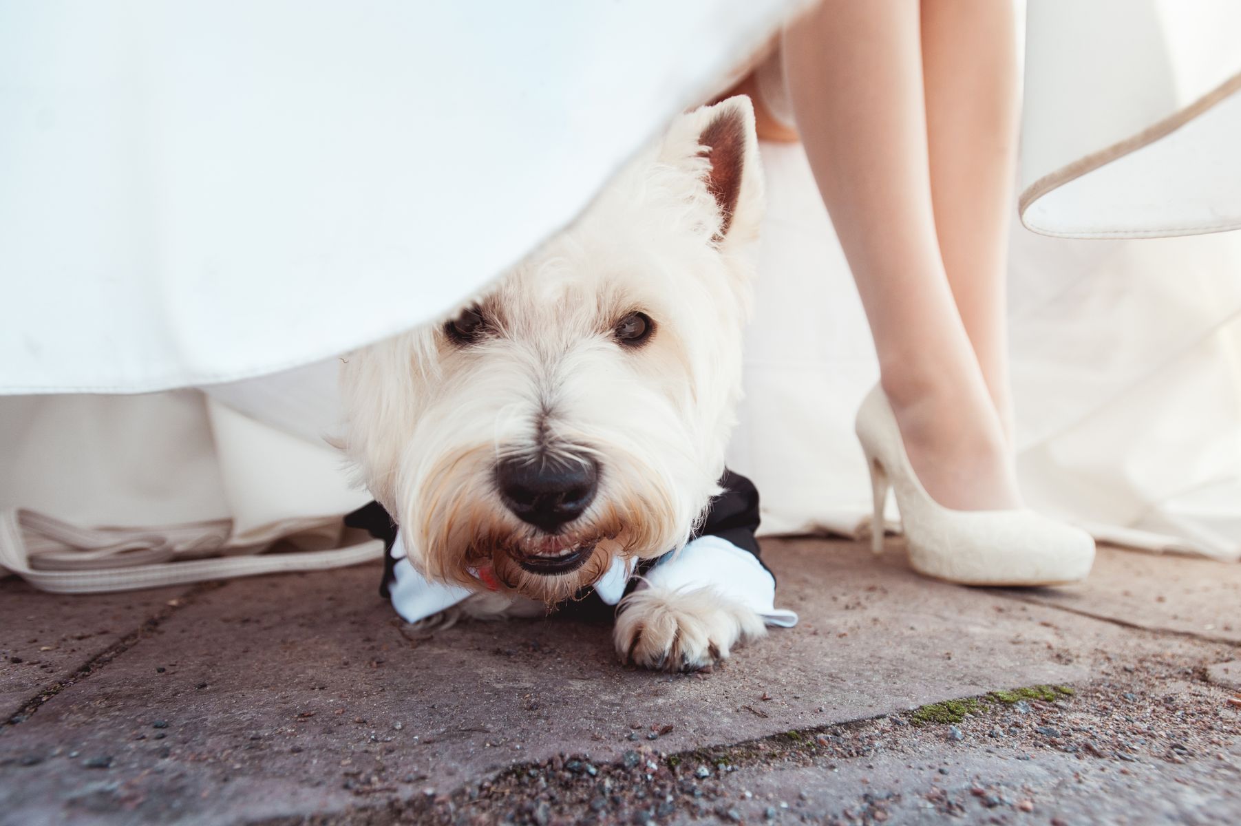 Dog peeking out from under a wedding dress,