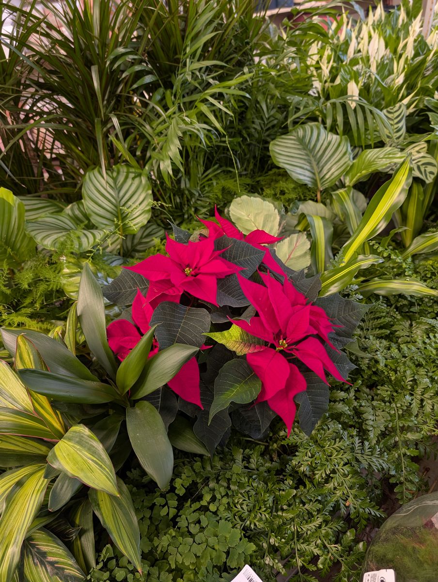 Hillier Garden Centres Unveils Exclusive New Poinsettia ‘Crown of Christmas’ for 2025, Supporting The King’s Foundation 