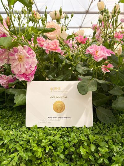David Austin Roses receive 29th Gold for ‘The King’s Rose’ Showcase at RHS Chelsea Flower Show 2025