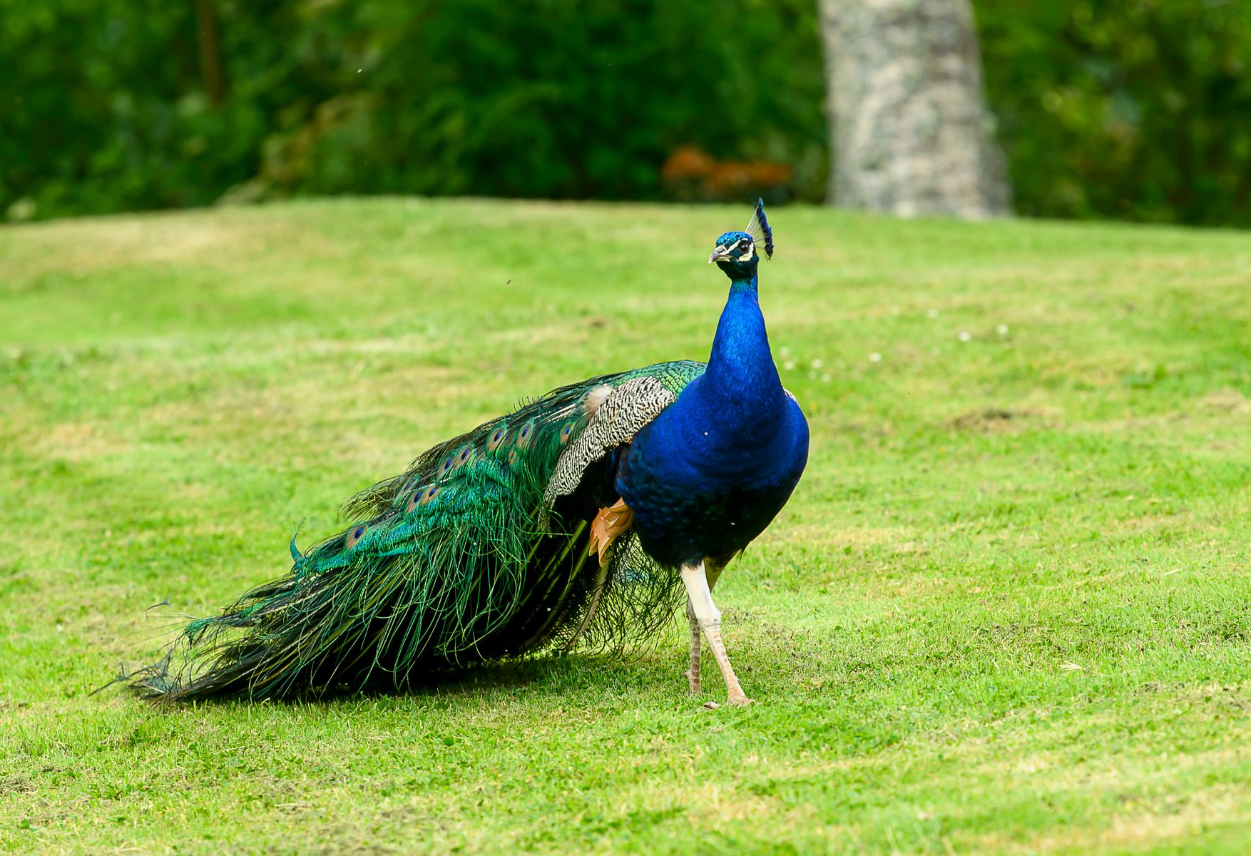 A peacock proudly struts around the grounds at Langley Castle Hotel, in Northumberland UK