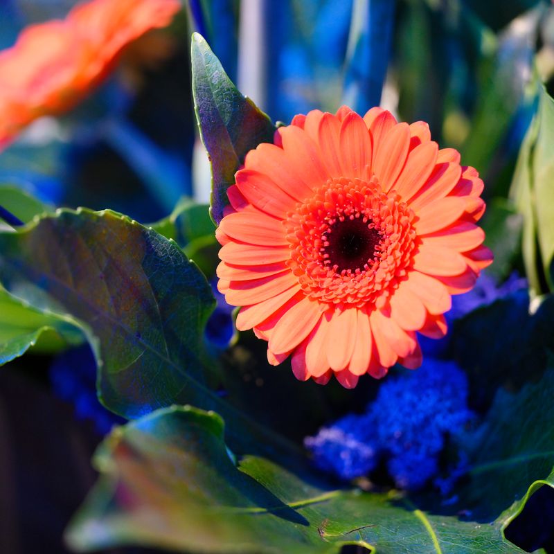 Moulton College Floristry students put on a ‘blooming beautiful’ display