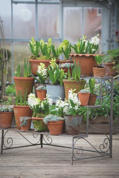 Plant Theatre.jpg