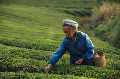 Tea Plantations (2).png