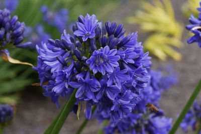 Agapanthus Blue