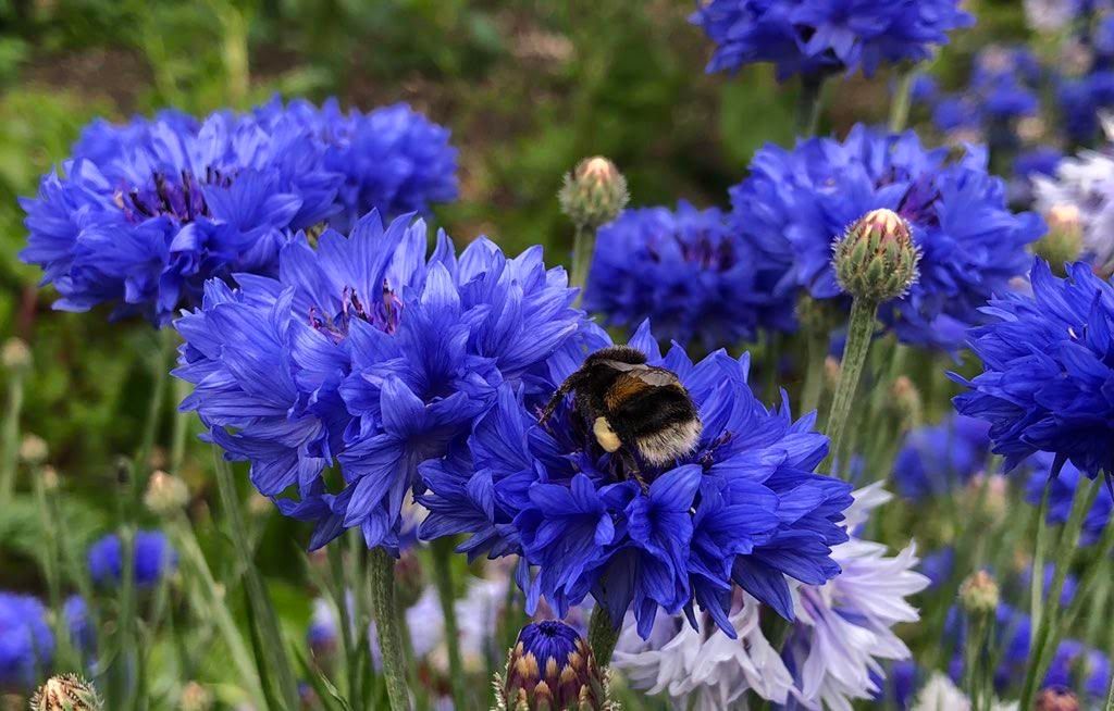 Cornflower