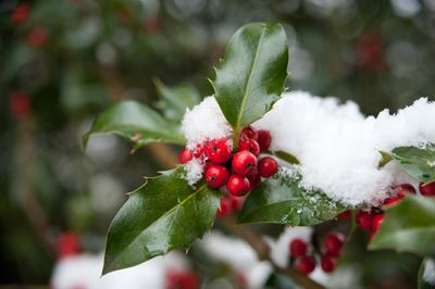 Winter at Kew Gardens