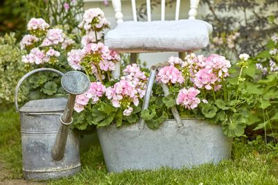 2022_Geraniums_7000_Romantic_Garden_Corners_04.jpg