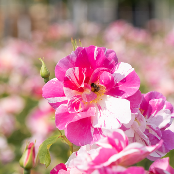 The King's Rose