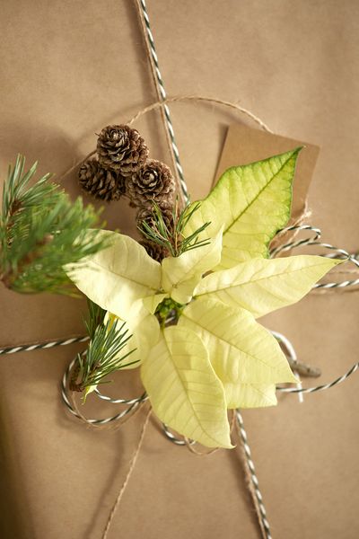 2022_poinsettia_02000_Urban_Loft_Christmas_15.jpg