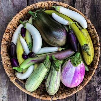 Copy of Aubergines.jpg