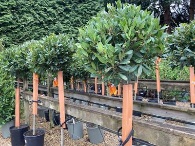 Bay Trees